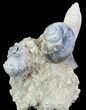 Tall Miocene Fossil (Gastropod) Cluster - France #70874-1